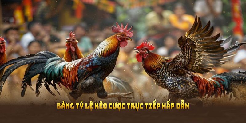 Bảng tỷ lệ kèo cược trực tiếp hấp dẫn