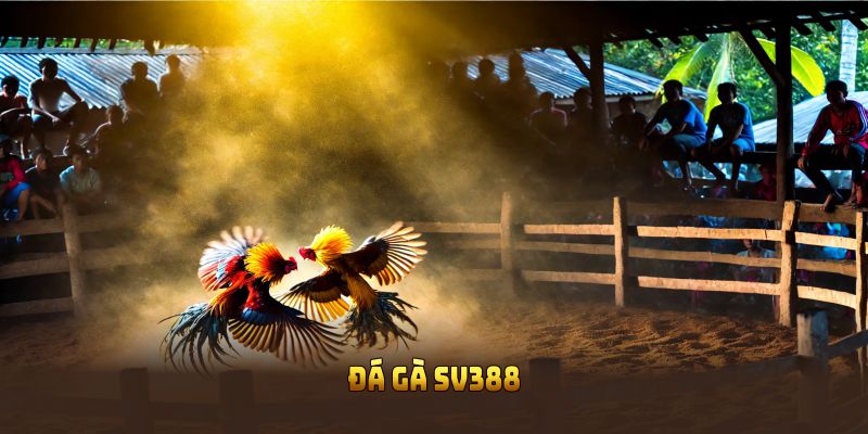 Đá gà SV388
