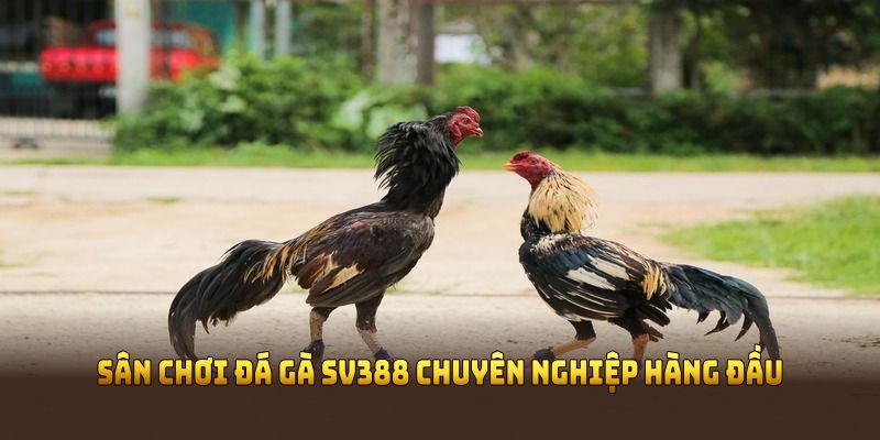 Sân chơi đá gà SV388 chuyên nghiệp hàng đầu
