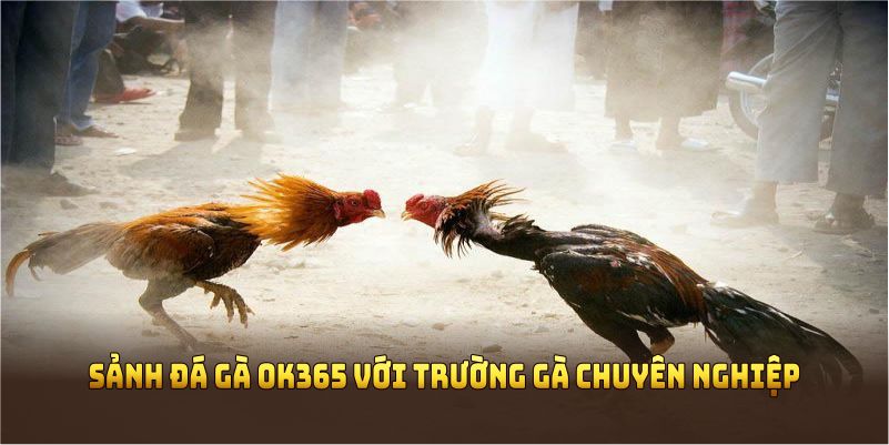 Sảnh đá gà OK365 với trường gà chuyên nghiệp