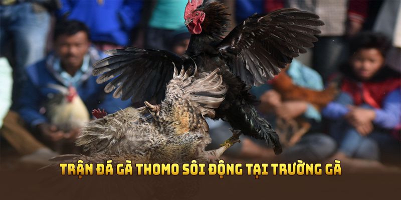 Trận đá gà Thomo sôi động tại trường gà