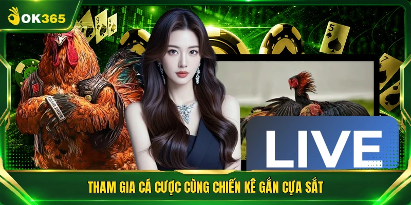 Tham gia cá cược cùng chiến kê gắn cựa sắt
